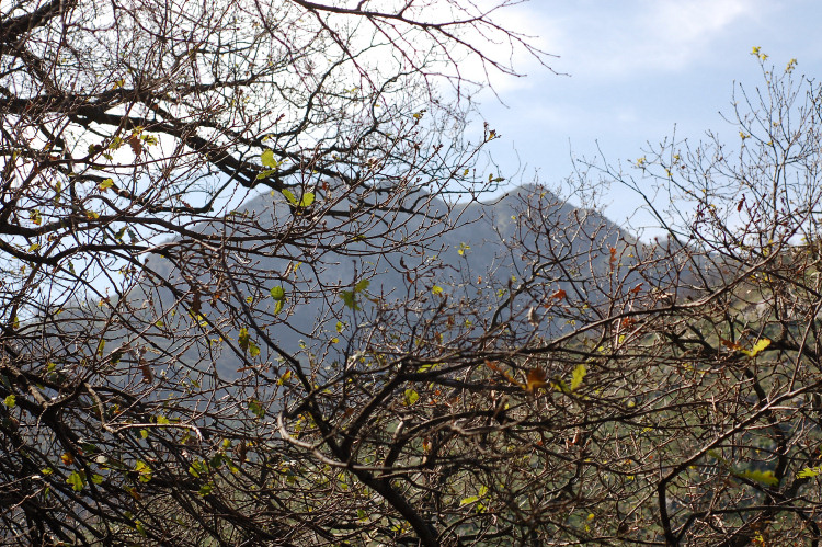 5 Le colline di Taormina:Aphyllophorales e molto altro